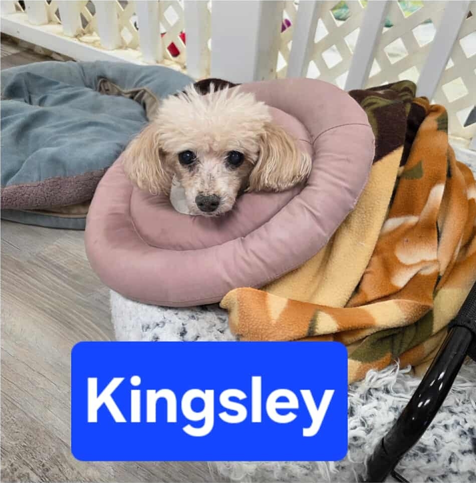 Kingsley