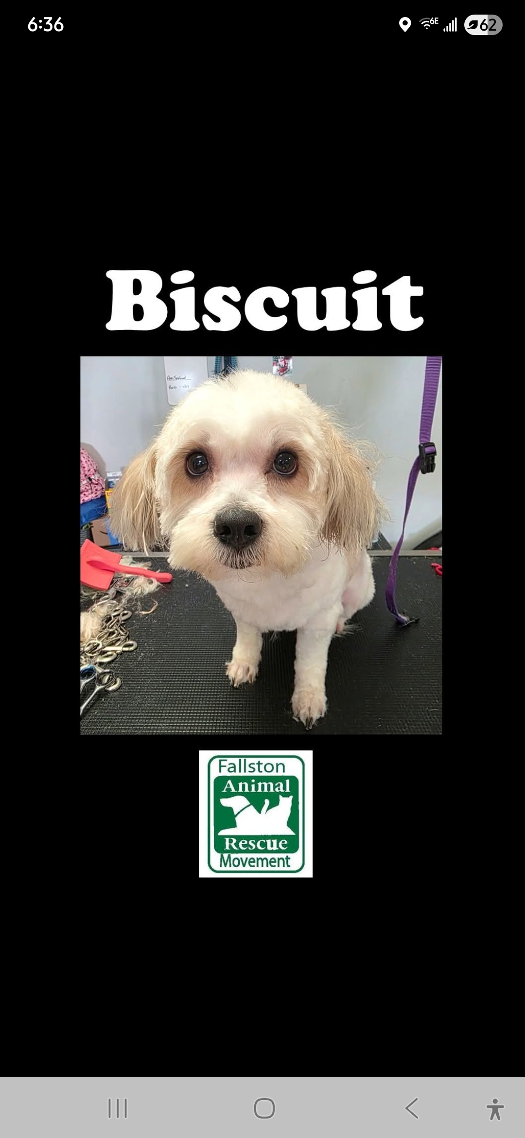 Biscuit