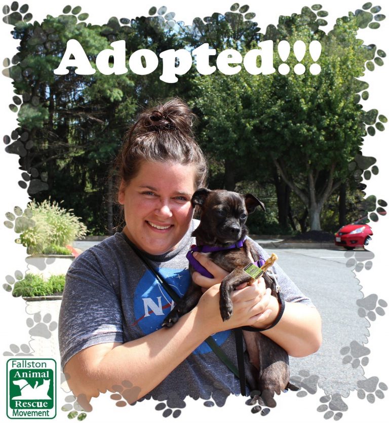 Happy adopted dog